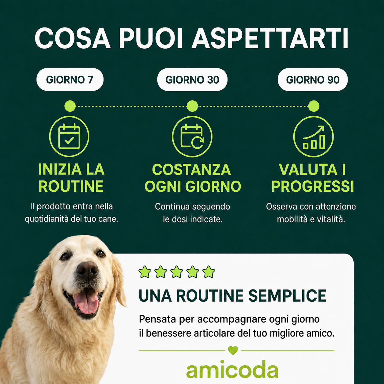 Amicoda - Cosa puoi aspettarti